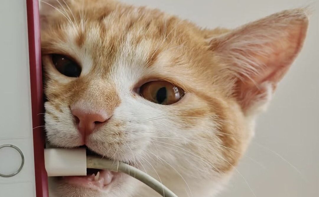 How to Protect Wires from Cats