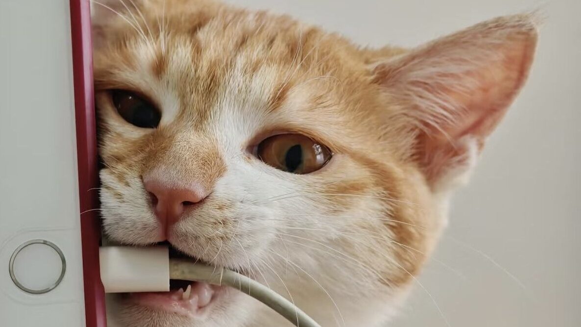 How to Protect Wires from Cats