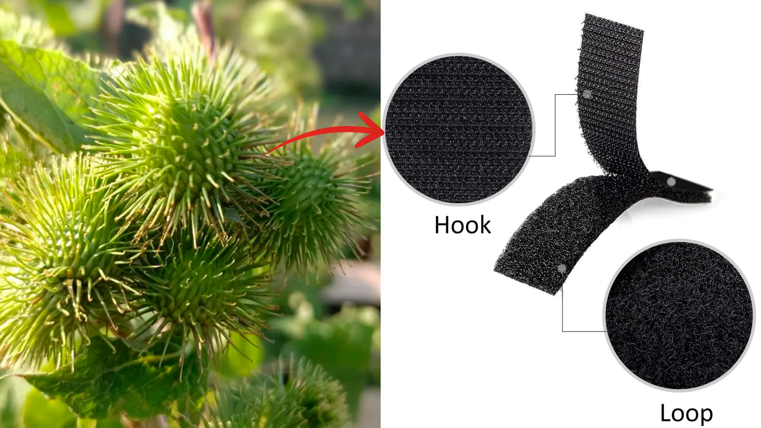 What Is Hook and Loop Tape: From Burdock Burr to Fastener